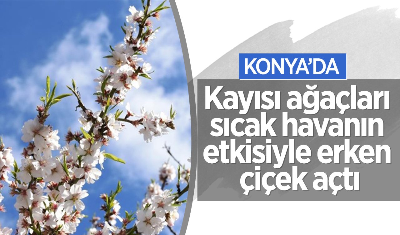 Konya’da badem ve kayısı ağaçları çiçek açtı
