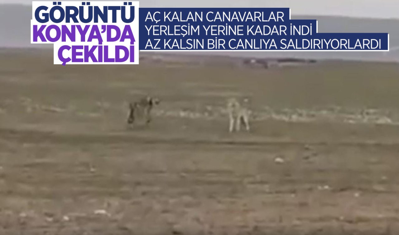 Konya’da aç kalan canavarlar dağdan indi! Az kalsın bir canlıya saldırıyorlardı böyle engellendiler