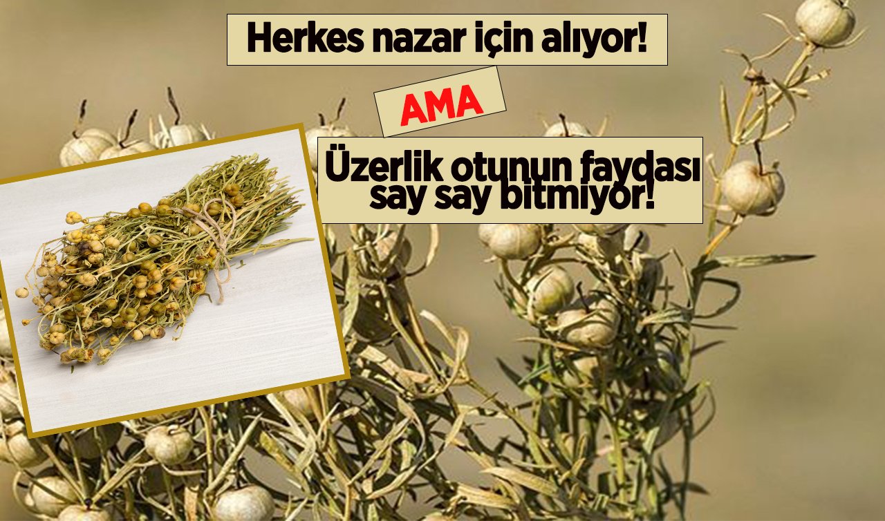  Herkes nazar için alıyor! Ama üzerlik otunun faydaları say say bitmiyor!