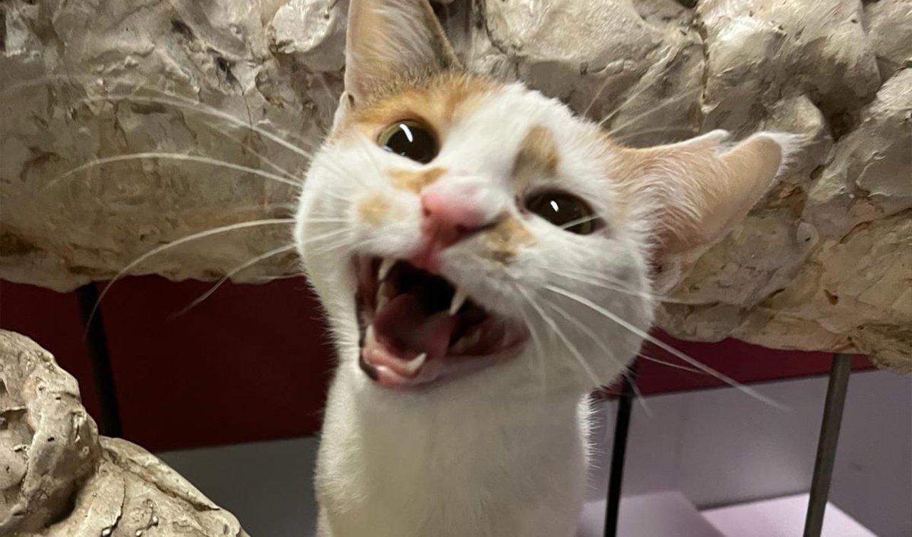 Evde kedi besleyenler dikkat! Bu hareket sonsuza kadar görme kaybına yol açabilir: AMAN DİKKAT! 