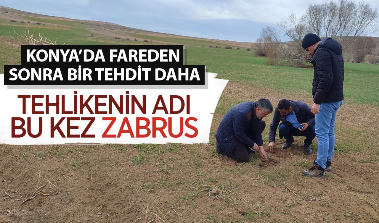 Konya’da fareden sonra bir tehdit daha! Tehlikenin adı bu kez ZABRUS