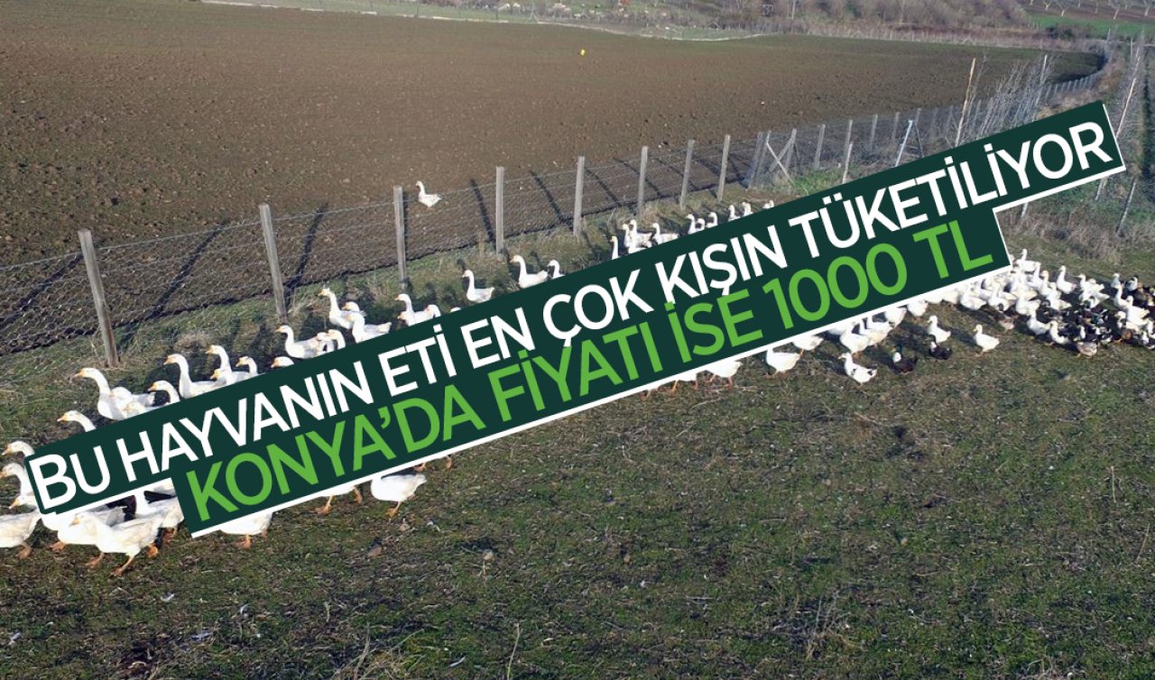  Bu hayvanın eti kışın kapış kapış tüketiliyor! Konya’da fiyatı 1000 TL’den satılıyor