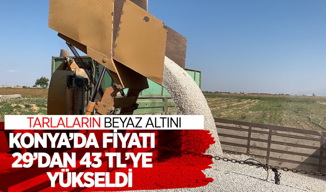  Konya’da fiyatı 29’dan 43 TL’ye yükseldi! TARLANIN BEYAZ ALTINI