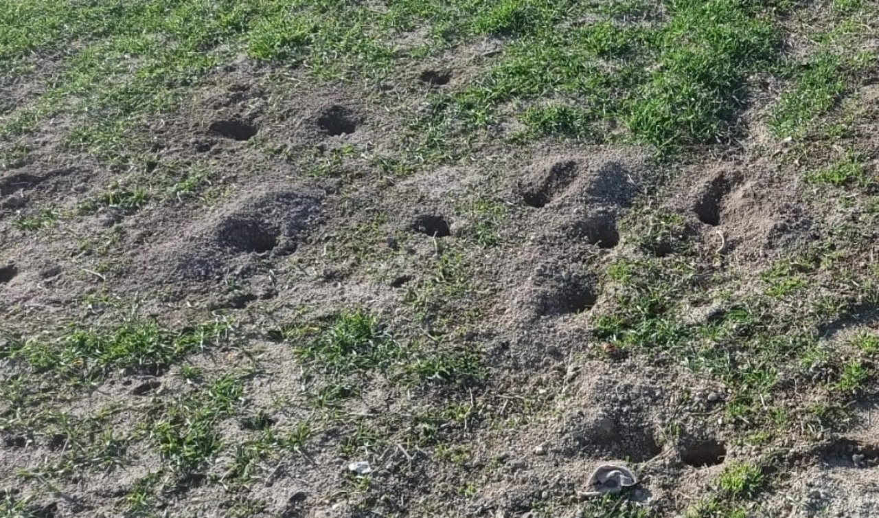 Bahçenizi kontrol edin! Sayıları fazlaysa korkulan tehlike çok yakında.. 
