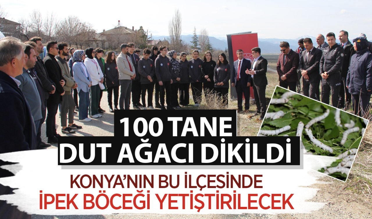 Konya’nın bu ilçesinde ipek böceği yetiştirilecek! 100 tane dut ağaç dikildi