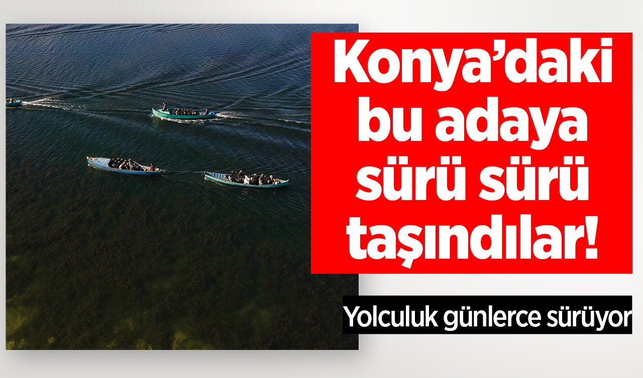Konya’daki bu adaya sürü sürü taşındılar! Yolculuk günlerce sürüyor