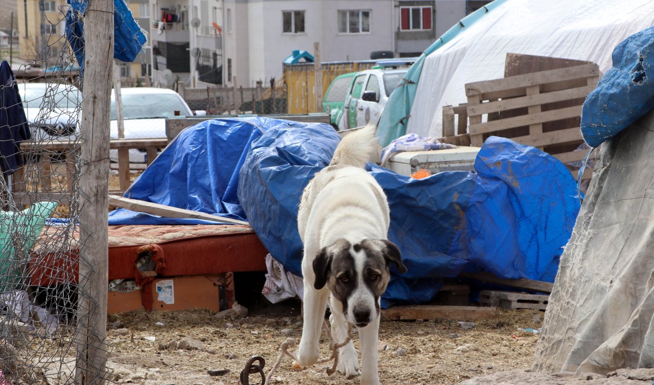  Köpeğin saldırdığı çocuk ağır yaralandı
