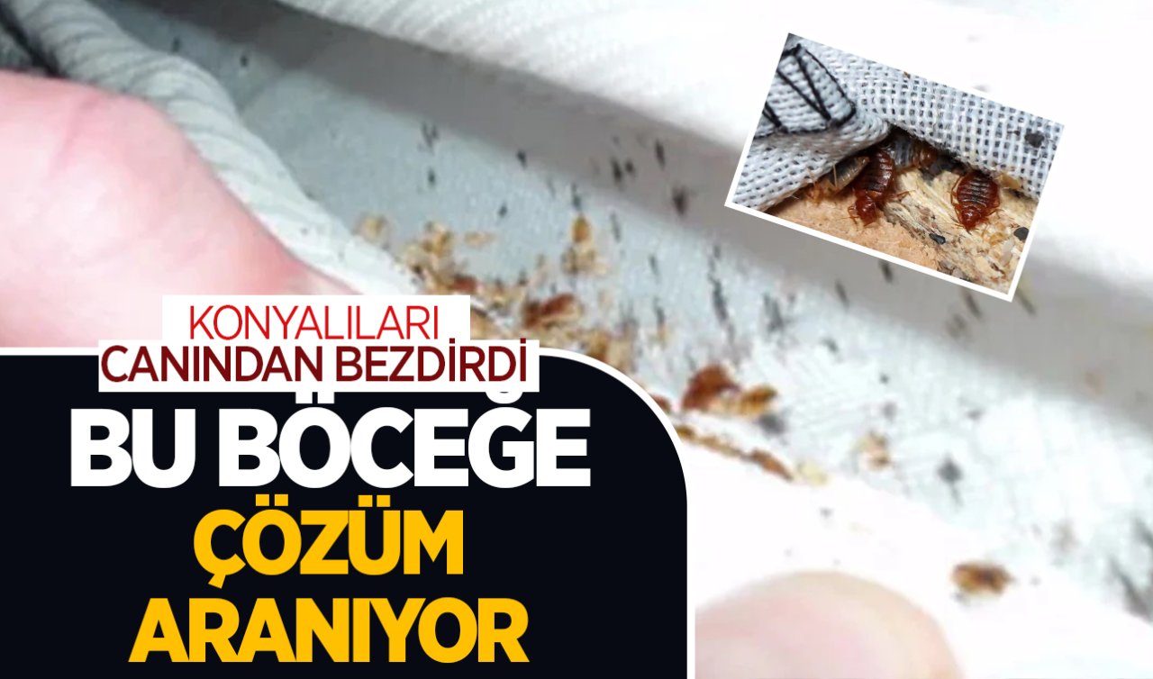  Konyalıları canından bezdirdi! Bu böceğe çözüm arıyorlar BÜYÜK TEHLİKE
