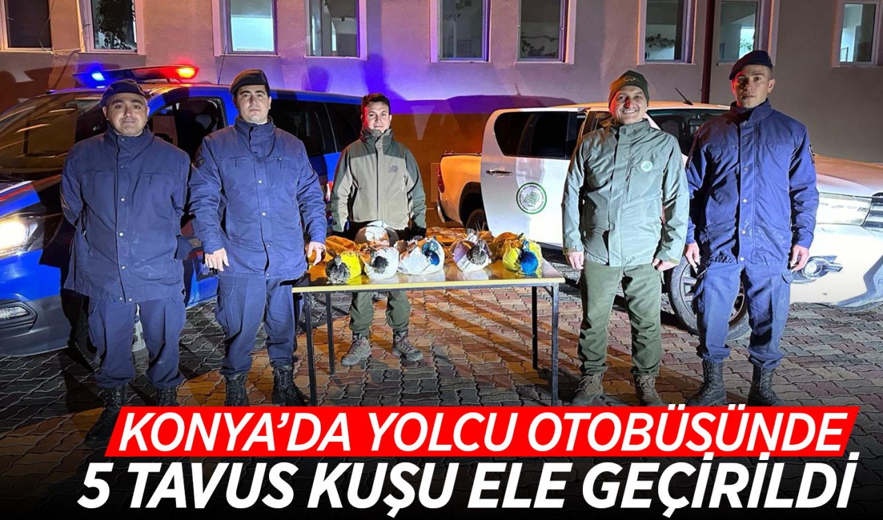 Konya’da yolcu otobüsünde 5 Tavus kuşu ele geçirildi!