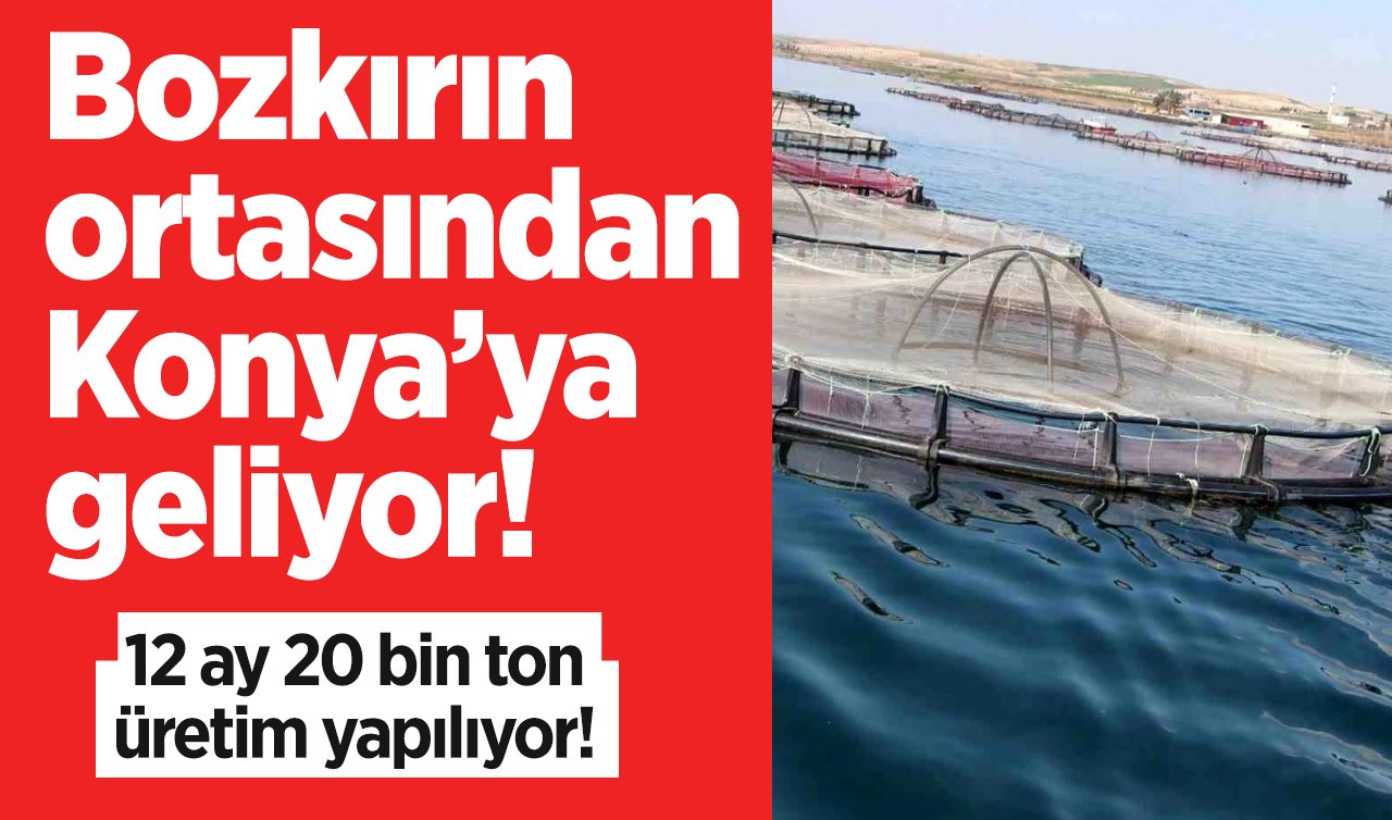 Bozkırın ortasından Konya’ya geliyor! Kapasite artırıldı: 12 ay 20 bin ton üretim yapılıyor! 