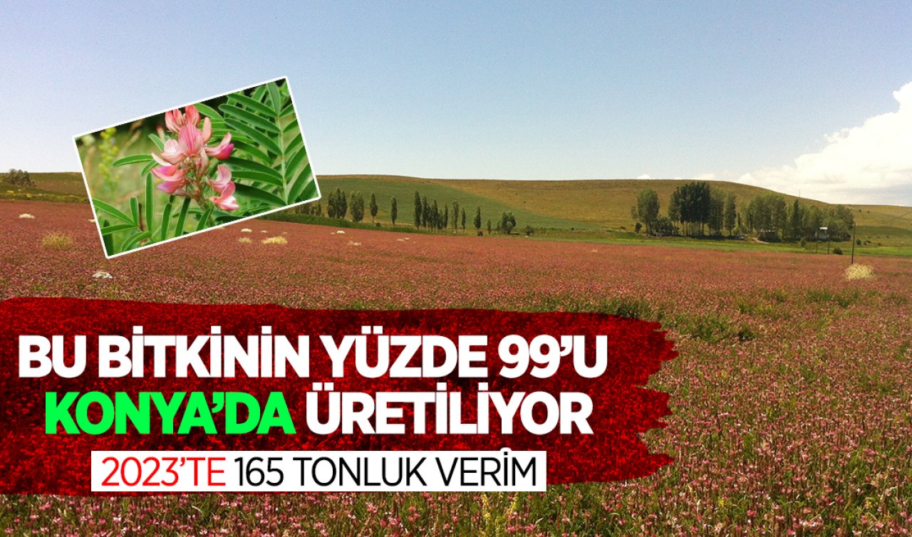  Bu bitkinin yüzde 99’u Konya’da üretiliyor! 2023’te 165 tonluk verim