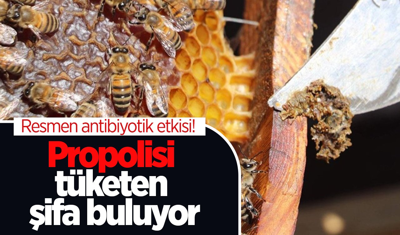 Resmen antibiyotik etkisi! Propolisi tüketen şifa buluyor