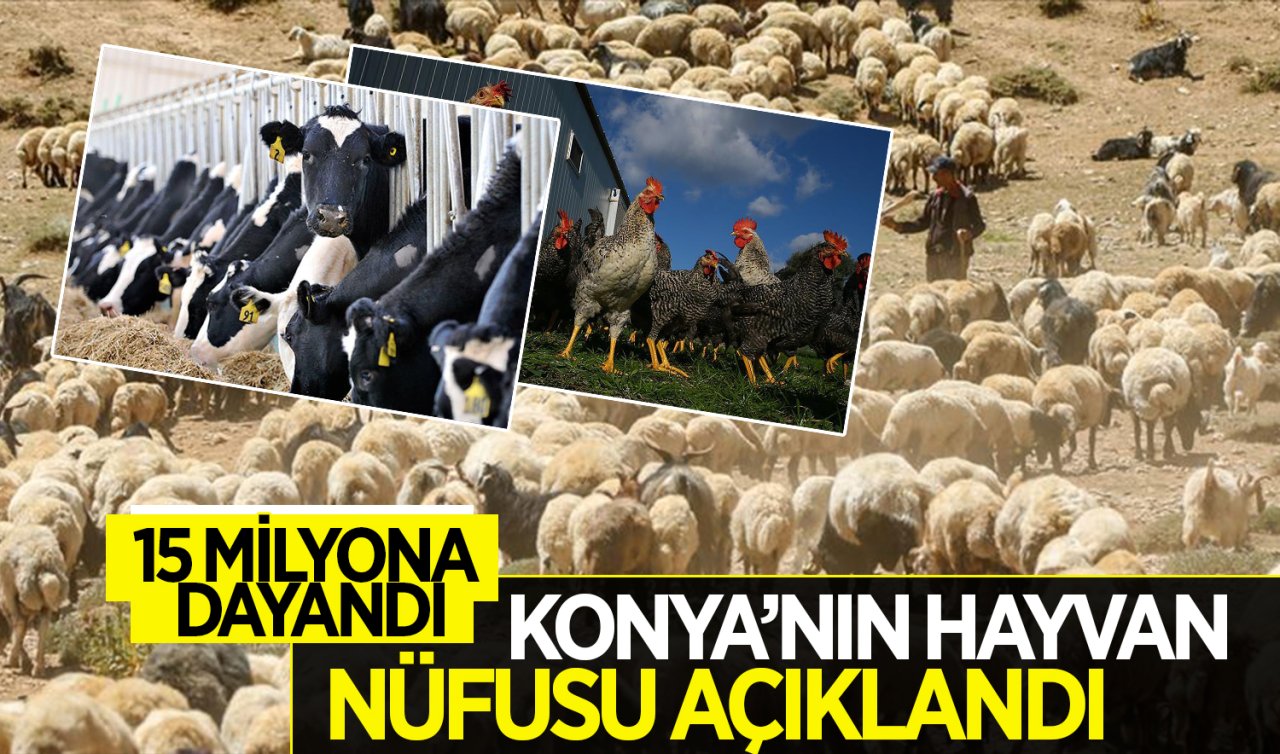 Konya’nın hayvan nüfusu açıklandı! 15 MİLYONA DAYANDI