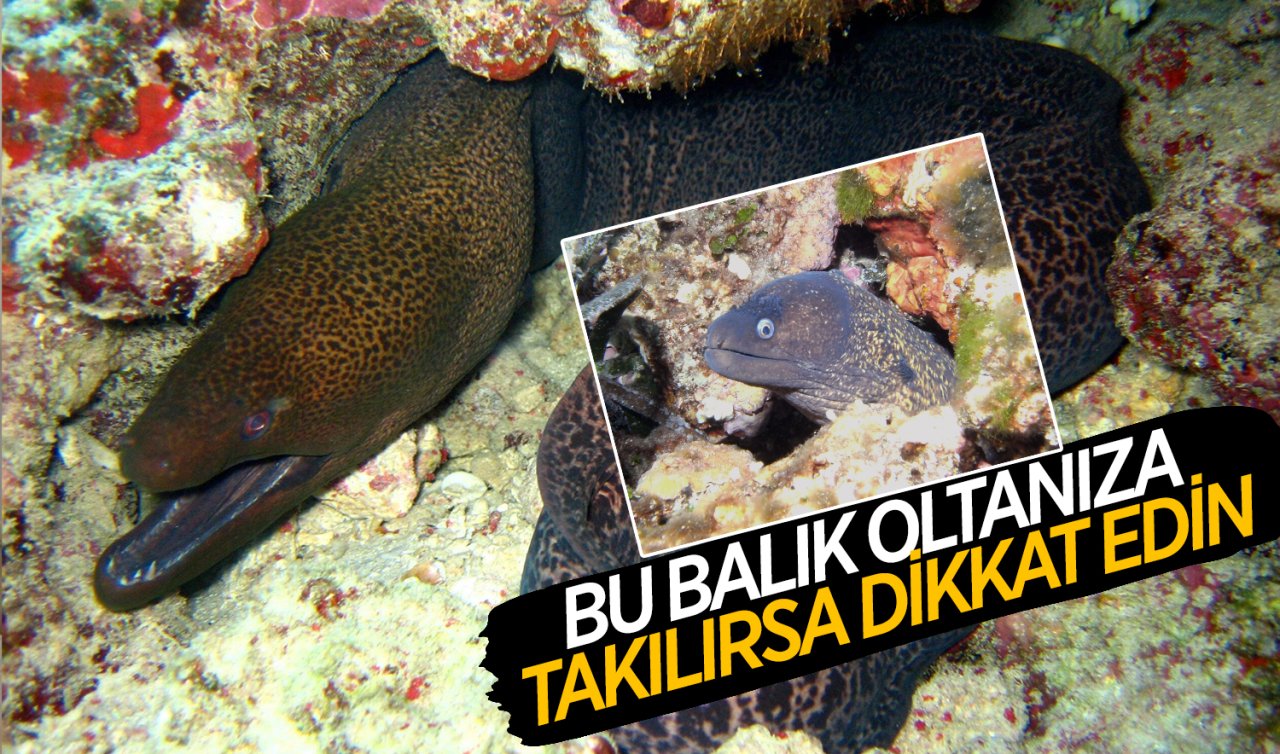  Müren balığı nedir? Müren balığı zehirli mi, eti yenir mi? İşte müren balığı hakkında merak edilenler