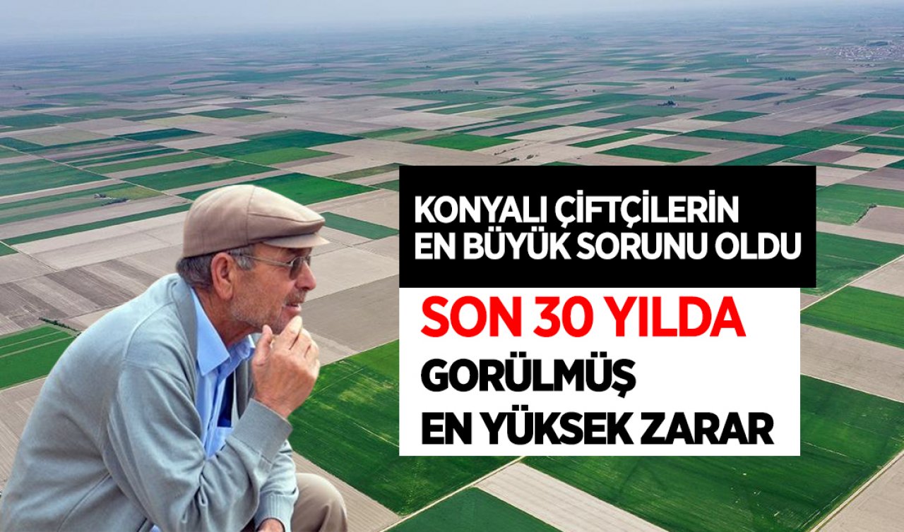 Konyalı çiftçilerin en büyük sorunu oldu! Son 30 yılda görülmüş en yüksek zararı verdiler