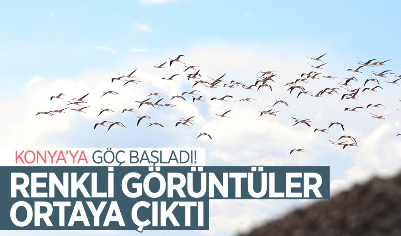 Konya’ya göç başladı! Pembe kanatlı hayvanların göç durağı