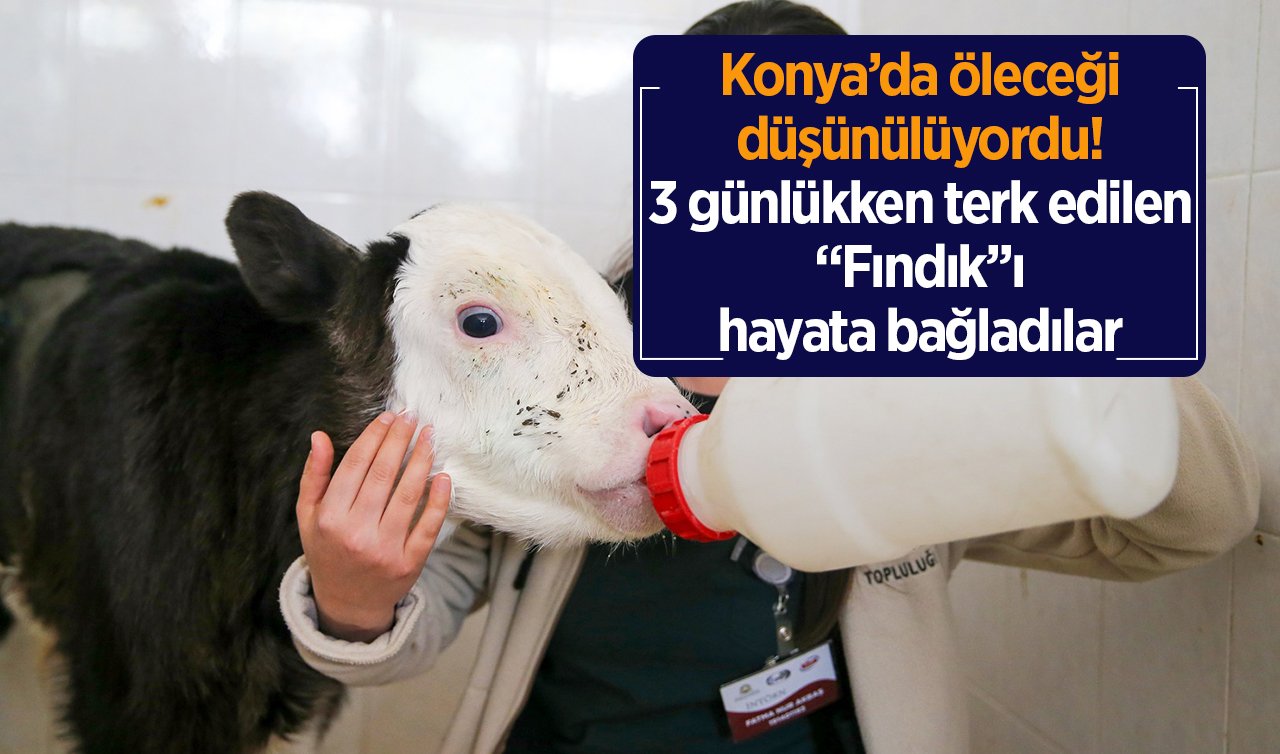 Konya’da öleceği düşünülüyordu! 3 günlükken terk edilen “Fındık’’ı hayata bağladılar 