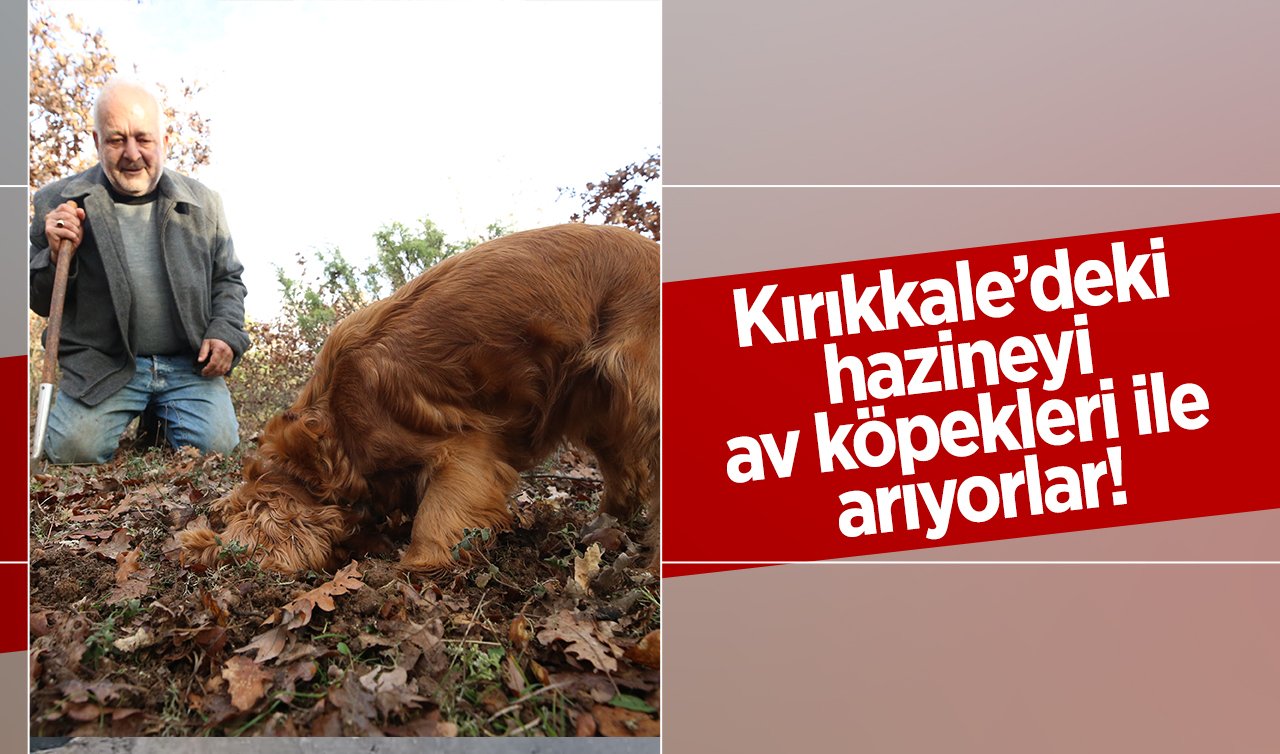 Kırıkkale’deki hazineyi av köpekleri ile arıyorlar! Ormanda yoğun mesai var