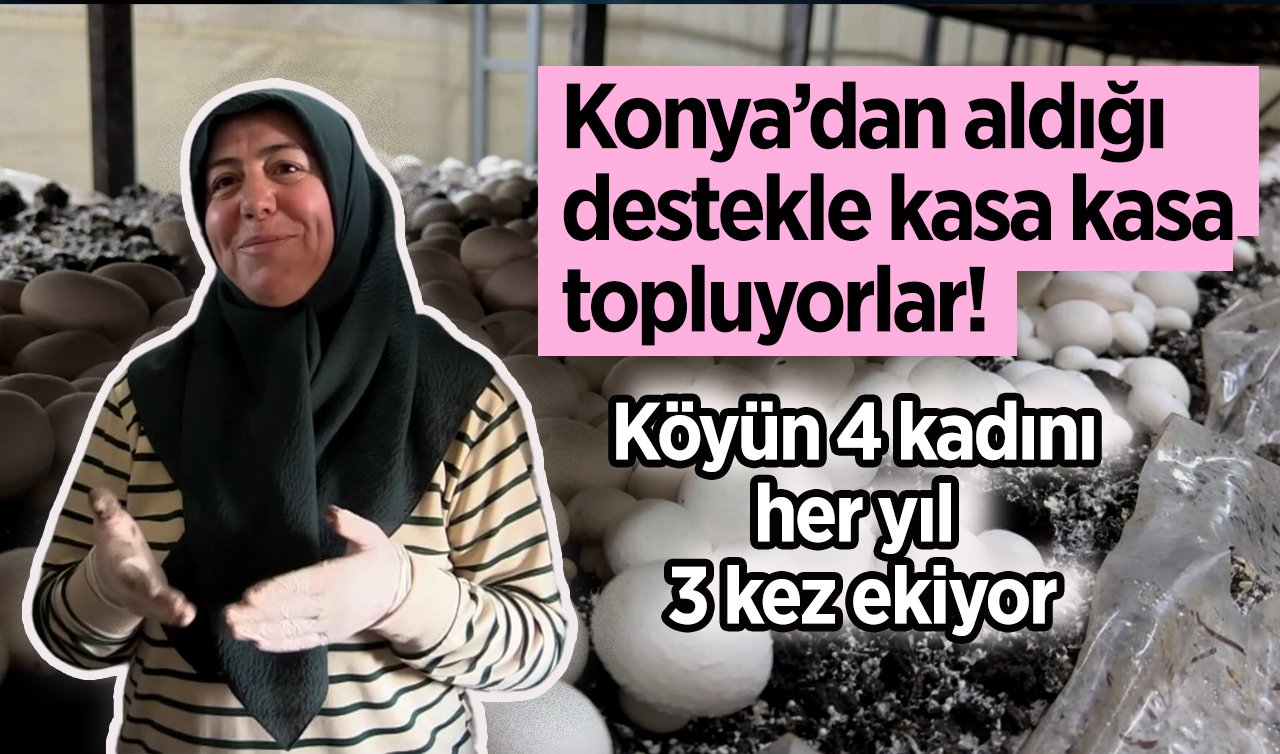 Konya’dan aldığı destekle kasa kasa topluyorlar!  Köyün 4 kadını her yıl 3 kez ekiyor: Tonlarca ürün kazanılıyor! 