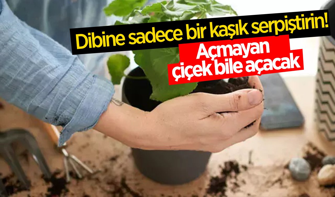  Dibine sadece bir kaşık serpiştirin! Açmayan çiçek bile açacak