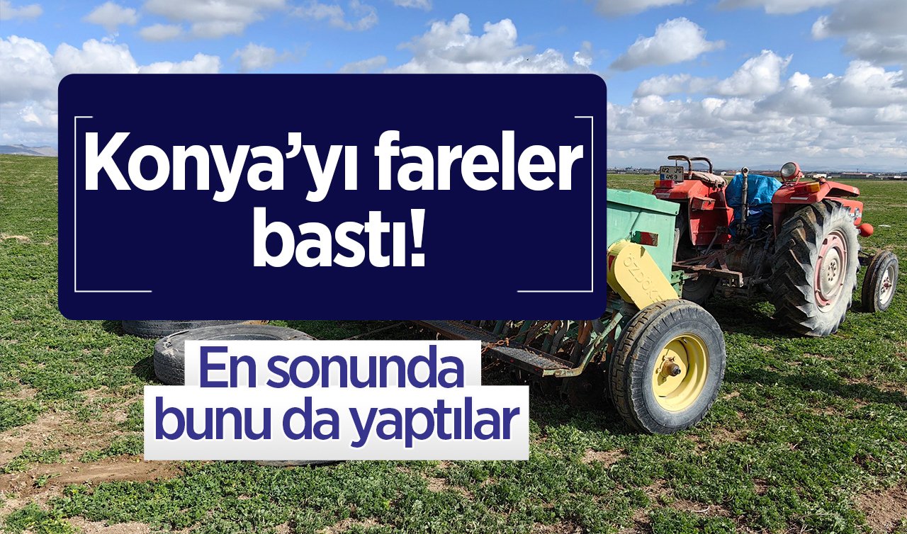 Konya’yı fareler bastı! En sonunda bunu da yaptılar