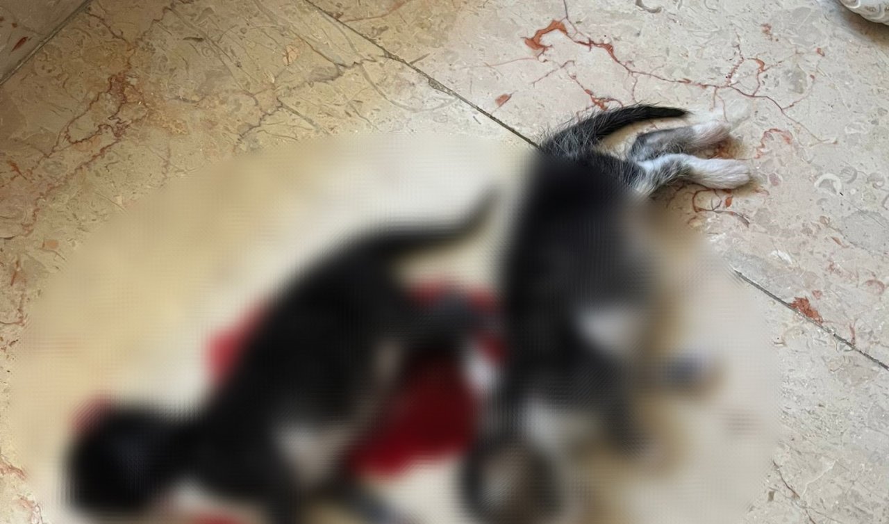 6 yavru kedi başları kesilerek öldürülldü! 