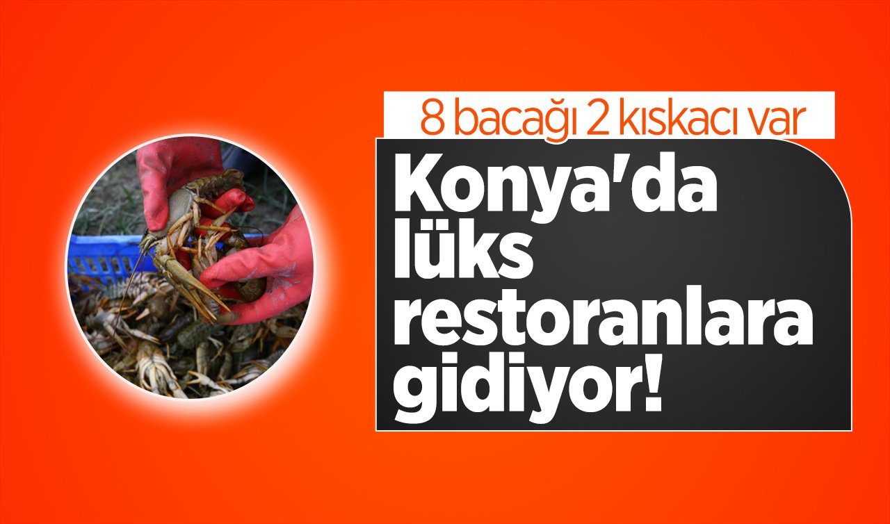  Konya’da lüks restoranlara gidiyor! 8 bacağı 2 kıskacı var