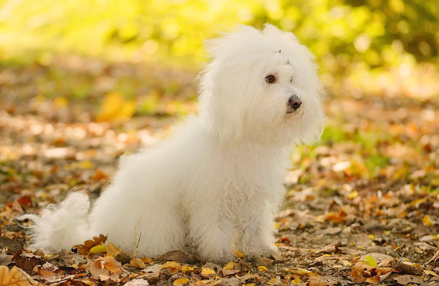 rüyada köpek görmek