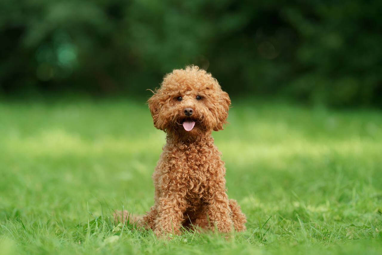 rüyada köpek görmek