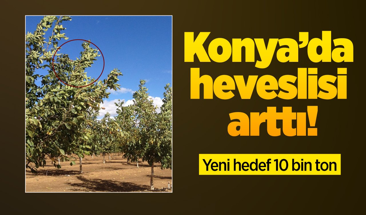 Konya’da heveslisi arttı! Yeni hedef 10 bin ton 