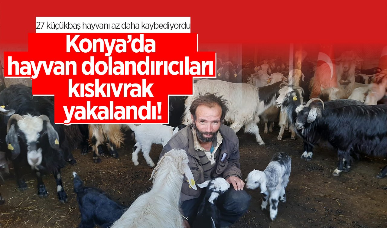 Konya’da hayvan dolandırıcıları kıskıvrak yakalandı! 27 küçükbaş hayvanı az daha kaybediyordu