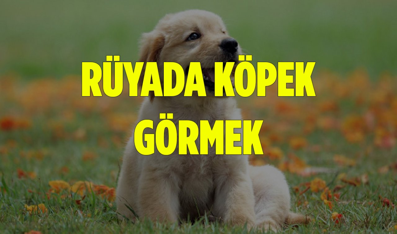  Rüyada köpek görmek ne anlama gelir? Rüyada köpek ısırması, köpek sevmek, köpek kovalaması neye işarettir!