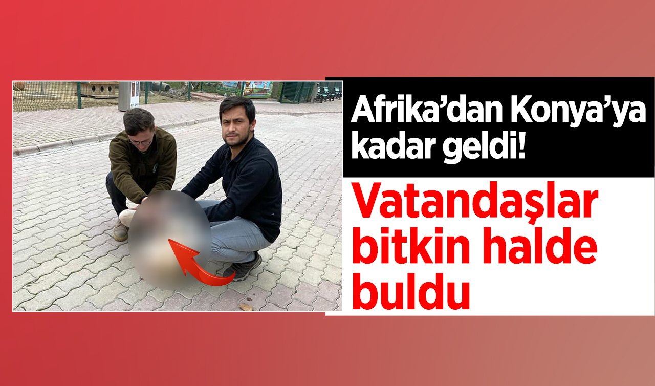 Afrika’dan Konya’ya kadar geldi! Vatandaşlar bitkin halde buldu