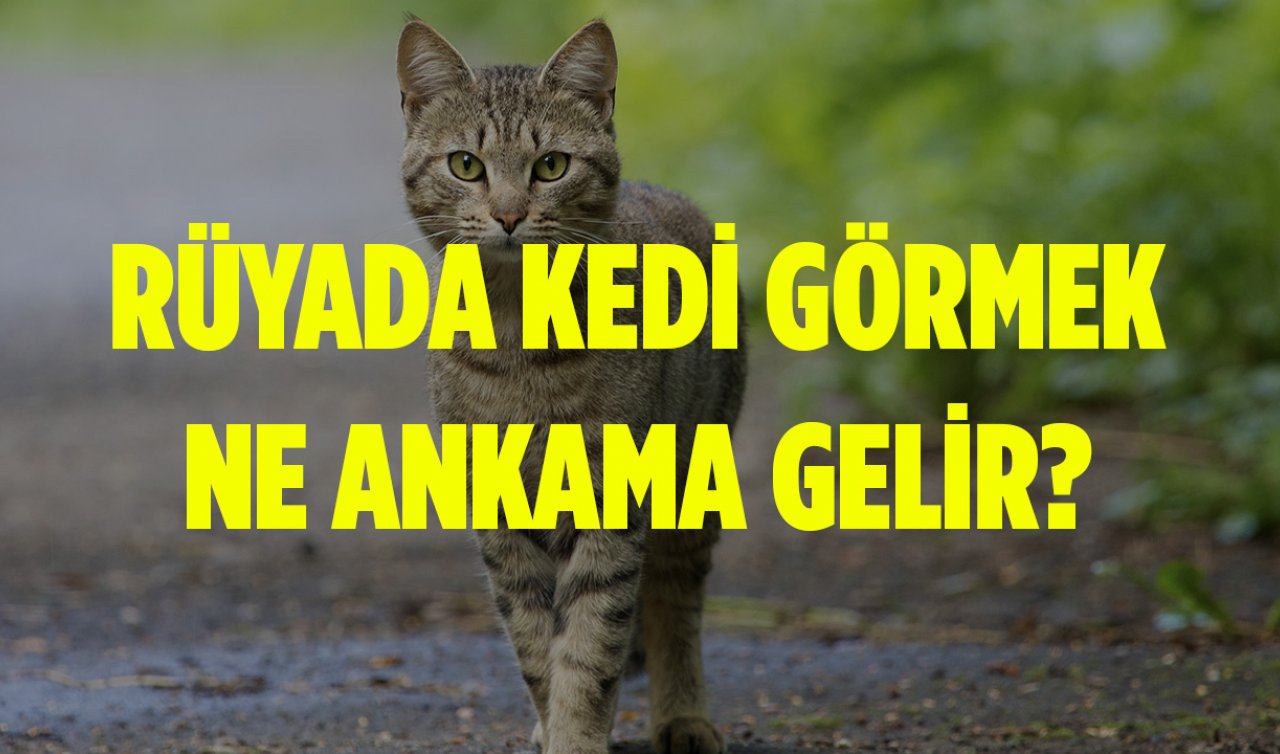  Rüyada kedi görmek ne anlama gelir? Rüyada kedi sevmek, kedi kovalaması, kedi miyavlaması neye işarettir!