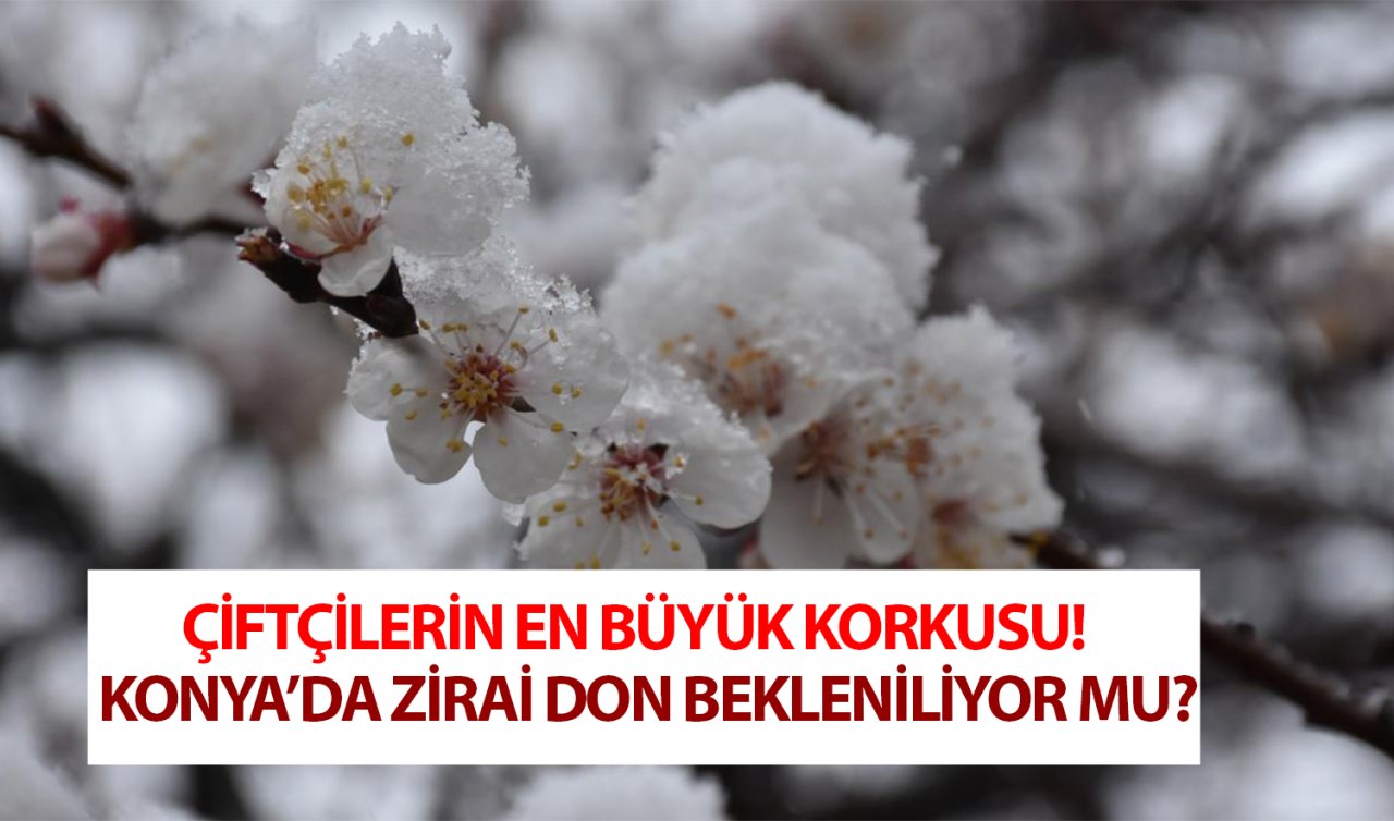 Çiftçilerin en büyük korkusu! Konya’da zirai don bekleniliyor mu?