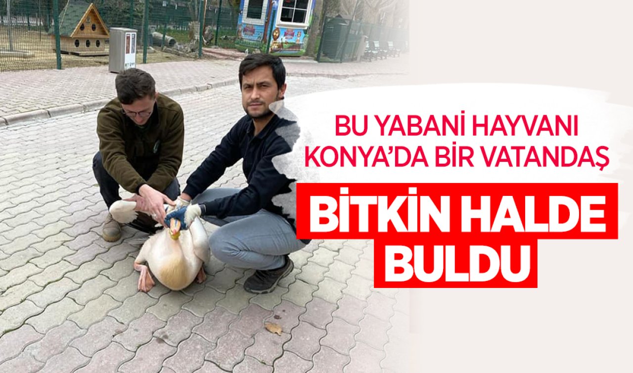 Bu yabani hayvanı Konya’da vatandaşlar bitkin halde buldu! Boyu 1 buçuk metreye kadar ulaşıyor ortalama 20 yıl doğada yaşıyorlar