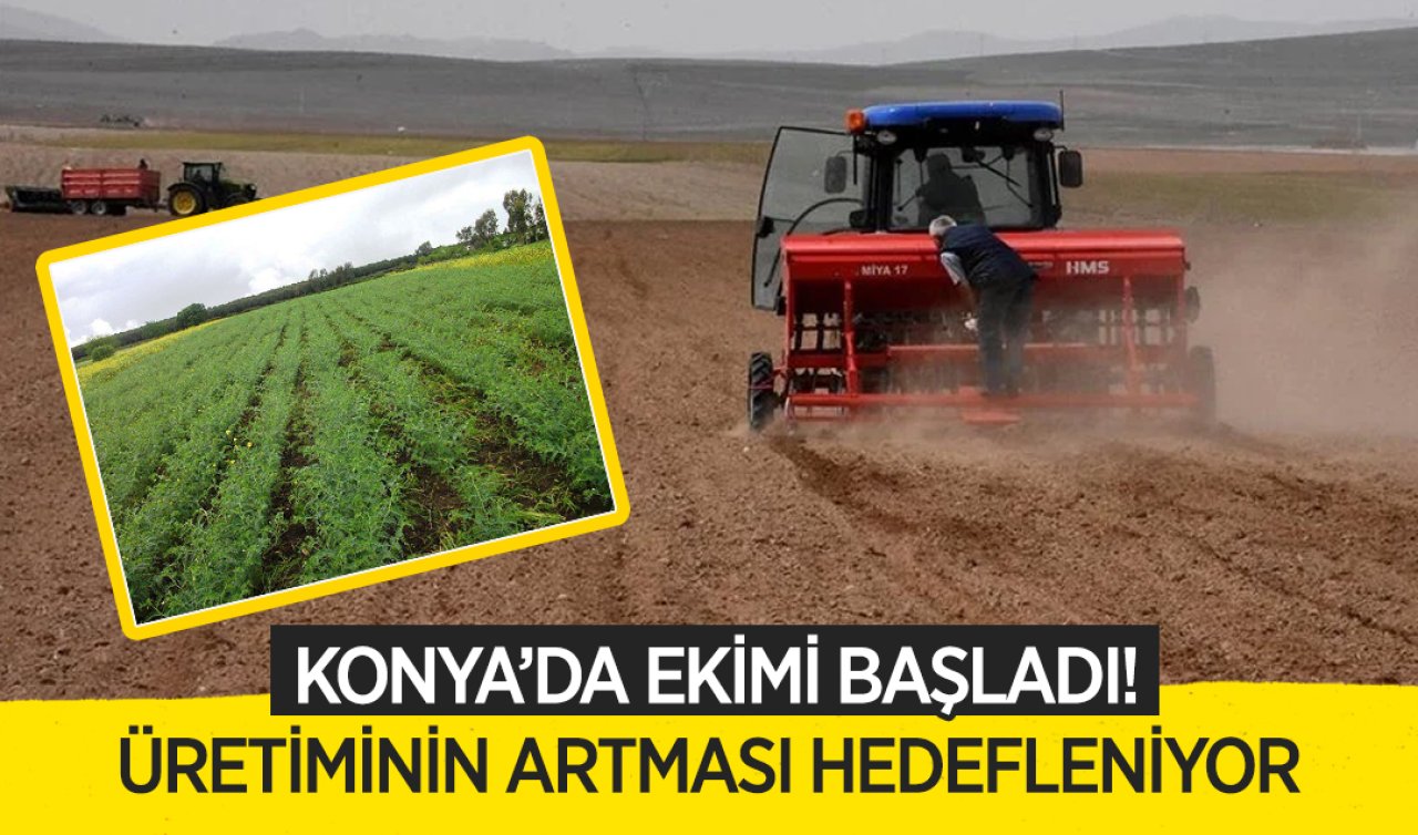 Konya’da ekimi hız kazandı! 100 günde oluşuyor kilosu 30 TL’DEN SATILIYOR