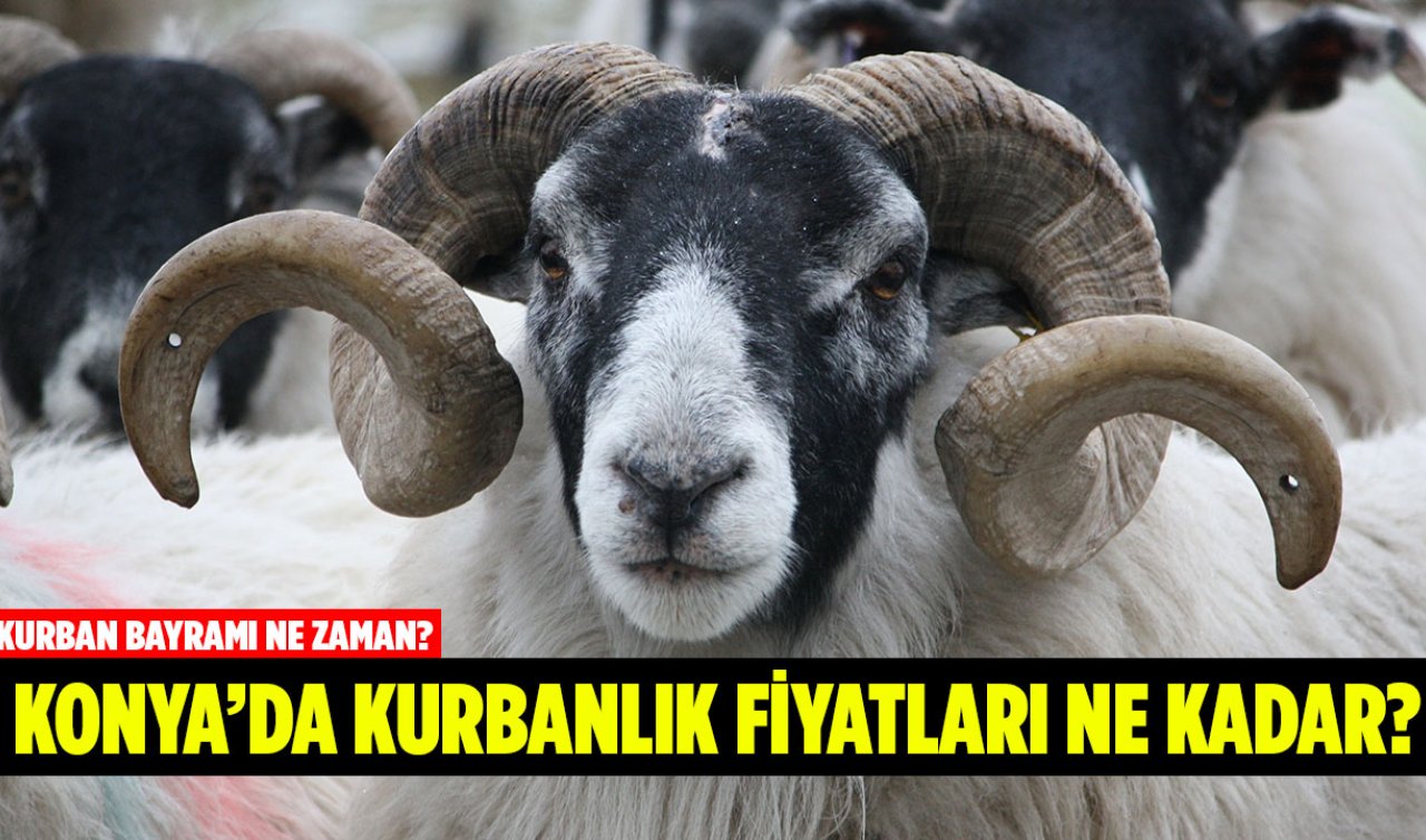  Kurban Bayramı Ne Zaman? Konya’da Kurbanlık Fiyatları