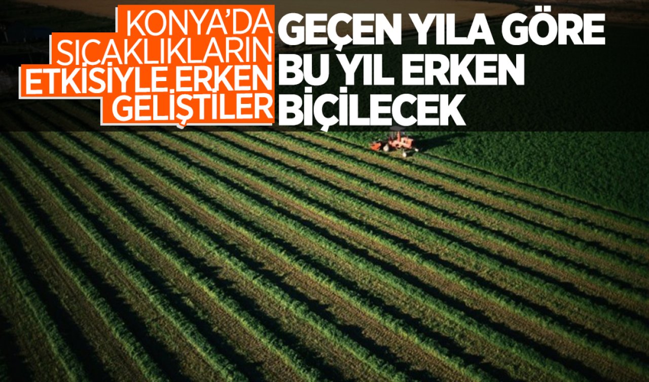  Konya’da sıcaklıkların etkisiyle erken geliştiler! Geçen yıla göre bu yıl erken biçilecek