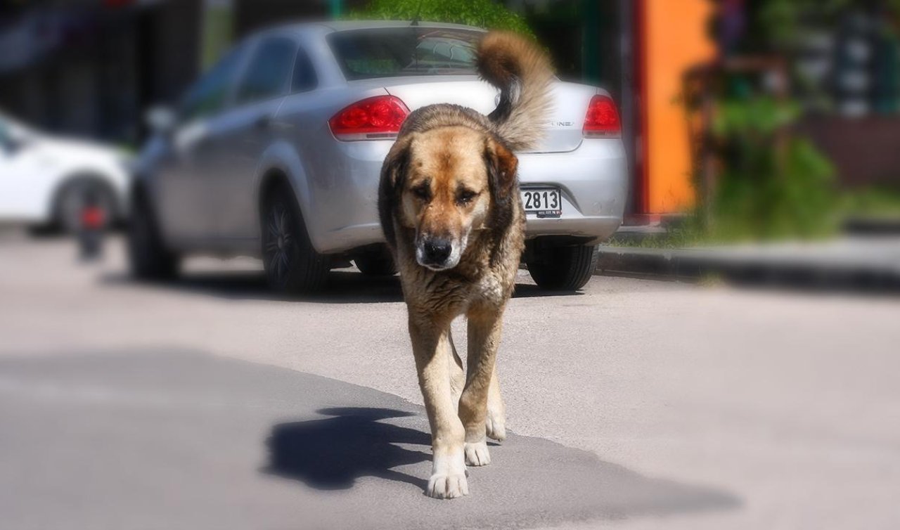 7 yaşındaki çocuğa sokak köpekleri saldırdı
