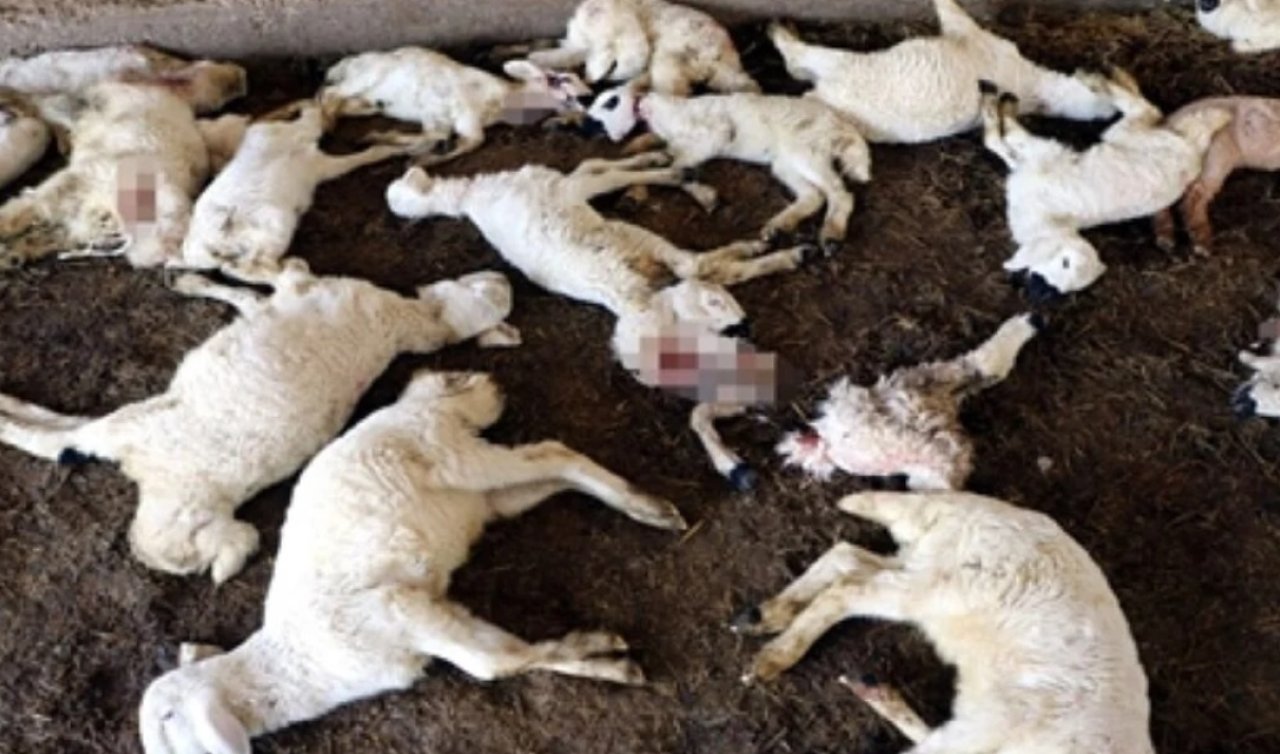 Banka kredisi ile aldığı onlarca kuzusunu başıboş köpekler öldürdü