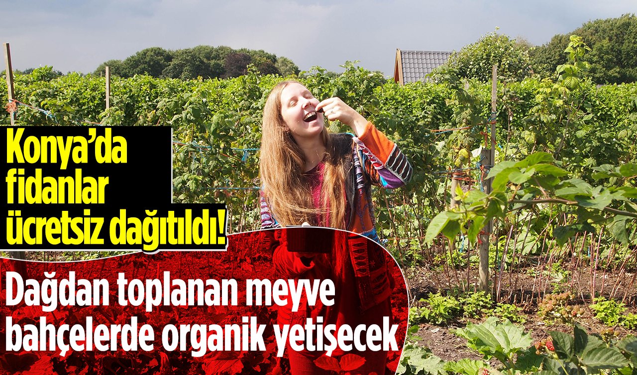 Konya’da fidanlar ücretsiz dağıtıldı! Dağdan toplanan meyve bahçelerde organik yetişecek