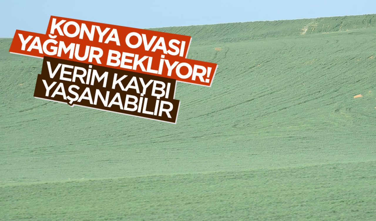 Konya Ovası yağmur bekliyor! Verim kaybı yaşanabilir