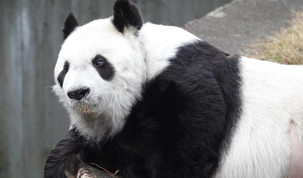  Japonya’nın en yaşlı pandası “Tan Tan’’ hayatını kaybetti