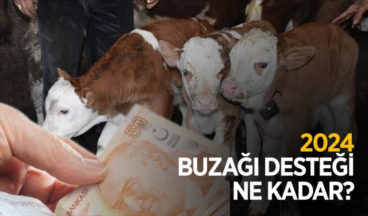  Buzağı destek ödemesi ne zaman hesaplara yatacak? 2024 buzağı desteği ne kadar?