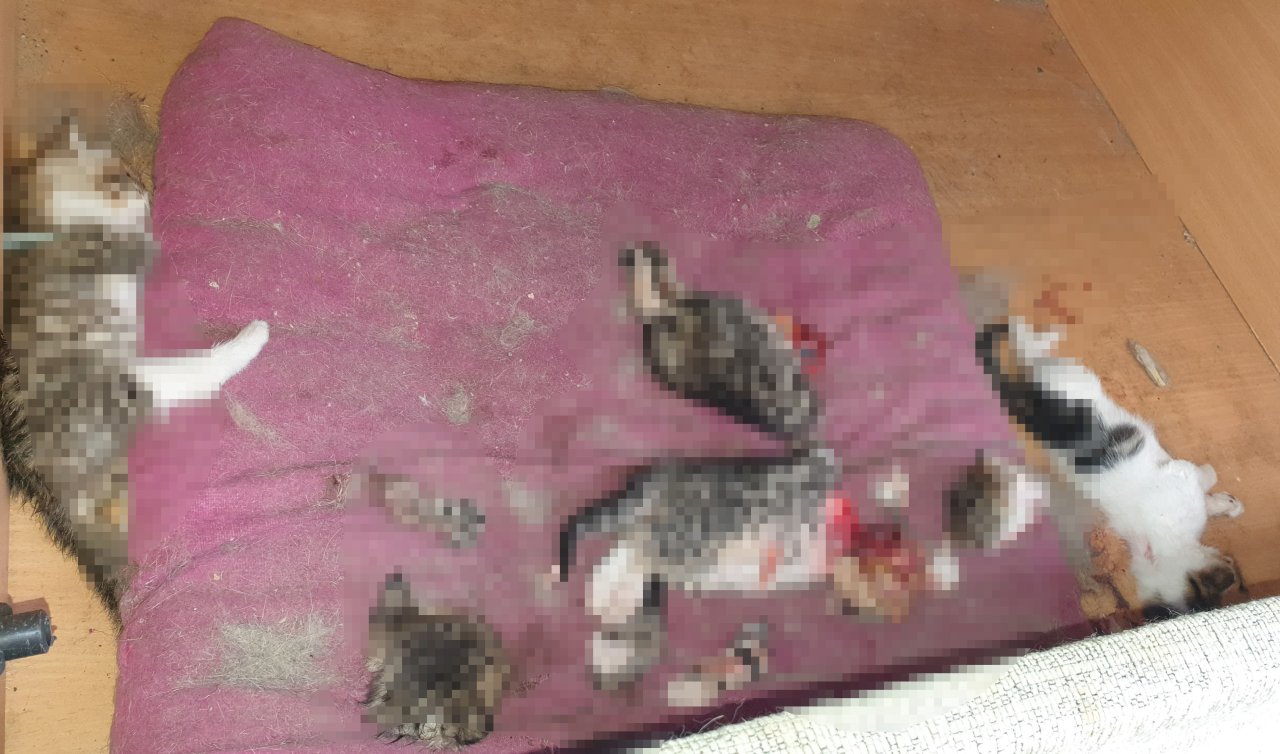 Başları ve patileri kesilerek öldürülmüş 6 yavru kedi bulundu!