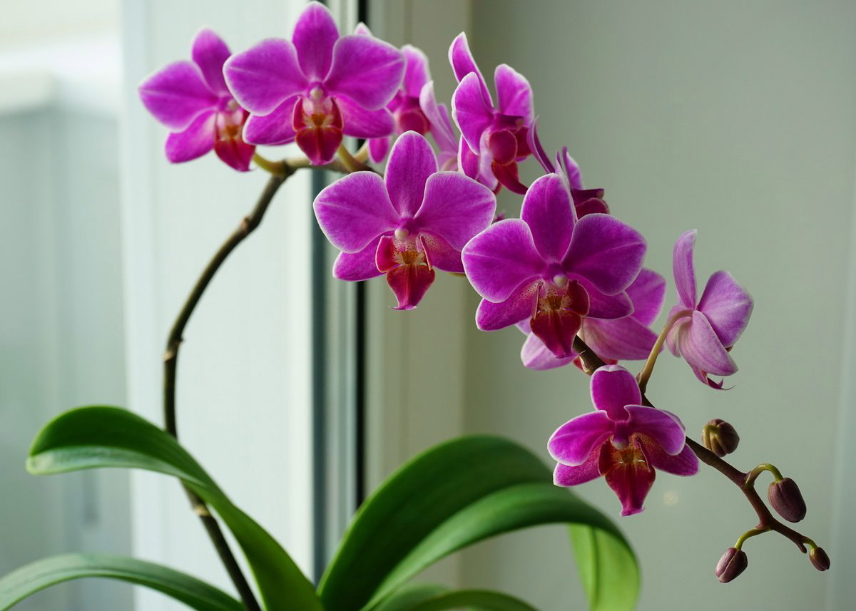 evde orkide bakımı