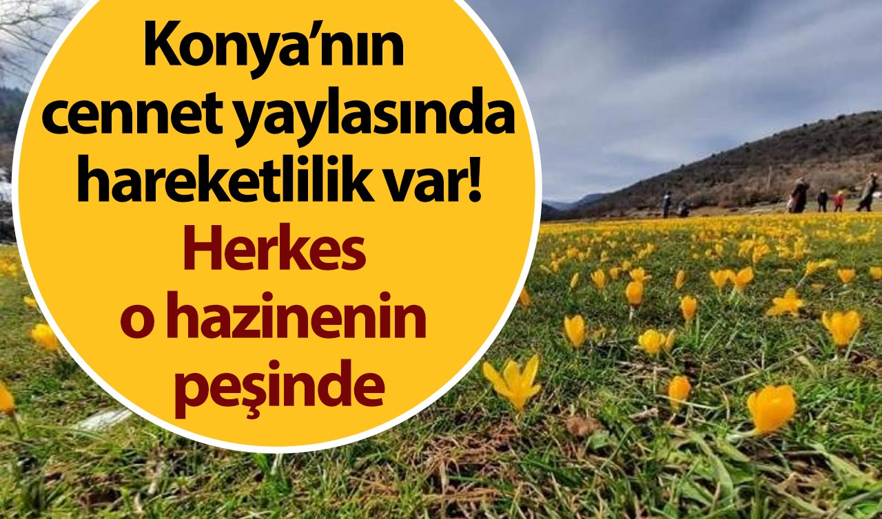  Konya’nın cennet yaylasında hareketlilik var! Herkes o hazinenin peşinde