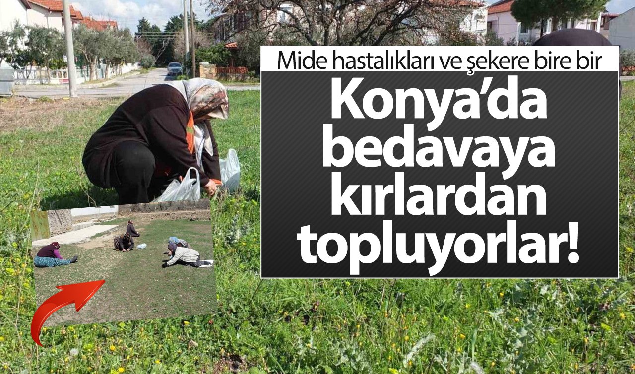 Konya’da bedavaya kırlardan topluyorlar! Mide hastalıkları ve şekere bire bir