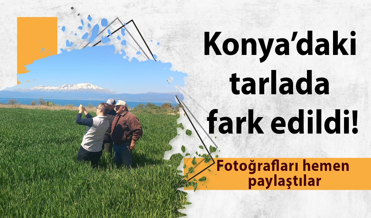  Konya’daki tarlada fark edildi! Fotoğrafları hemen paylaştılar